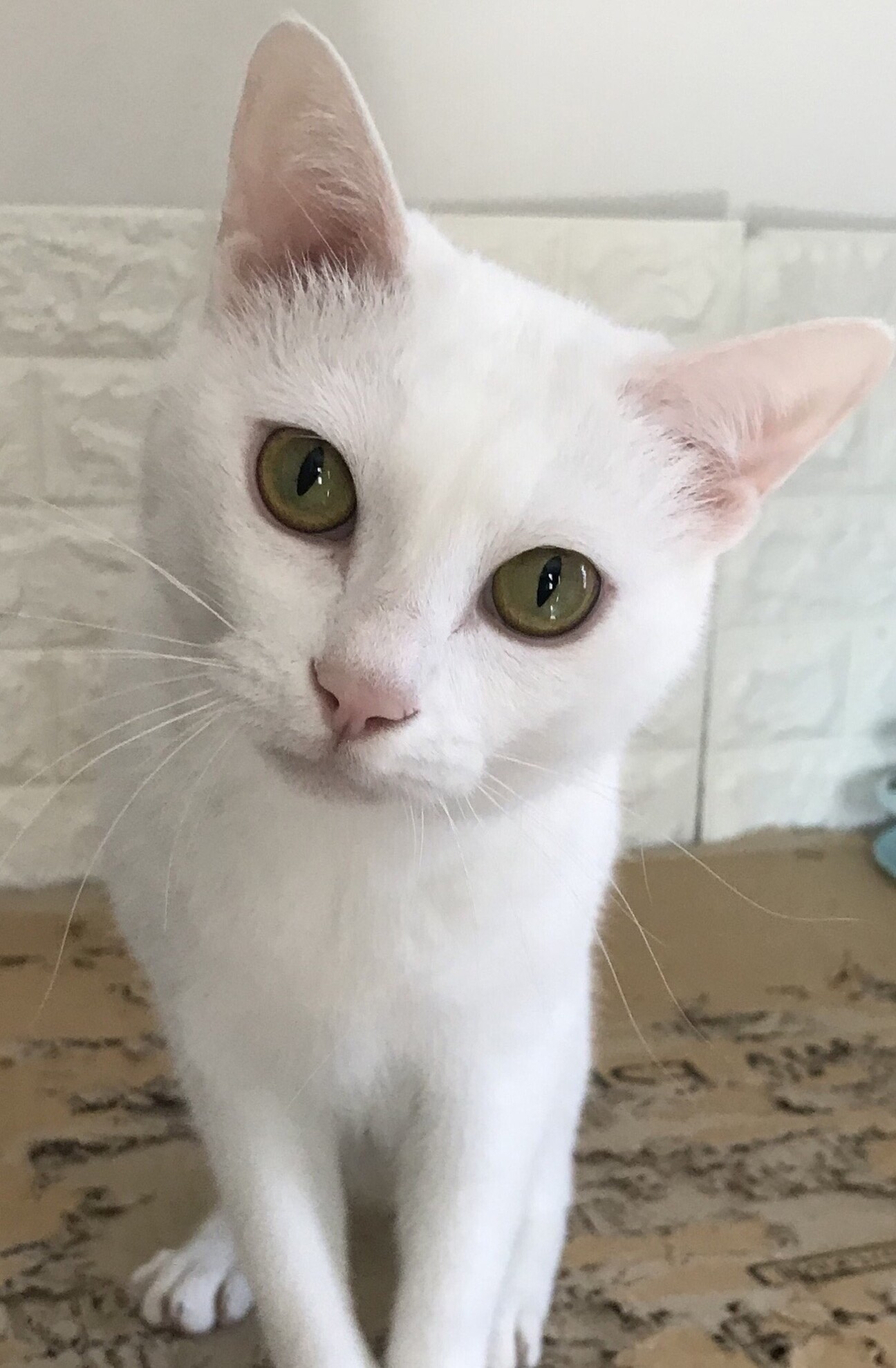 仮名＿スィ」三重県 - 猫の里親募集(495798) :: ペットのおうち【里親