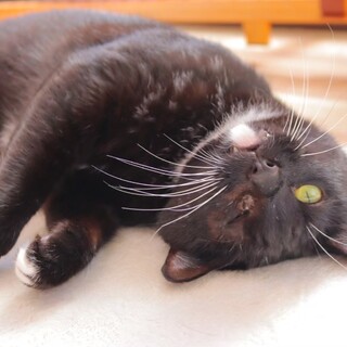 片目系甘えたヤンチャボーイ