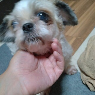 シー・ズー　女の子♀