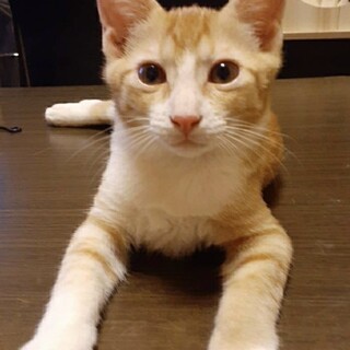 やんちゃな子猫里親募集
