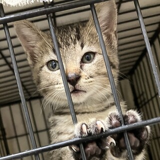 トライアル‼️可愛い子猫❤️ヒラギノ