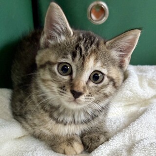 甘えっ子でお人形のような丸顔キジりり姫