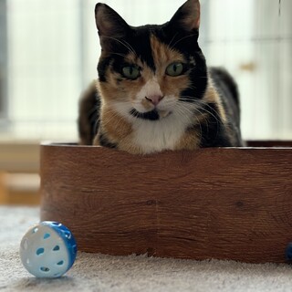 美猫！どんどん甘えん坊になる三毛猫