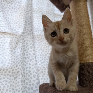 クリーム色の毛並みが可愛い男の子です