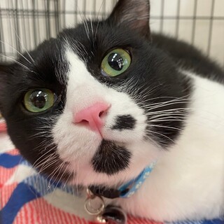 【9/15譲渡会】甘えたいラニ君