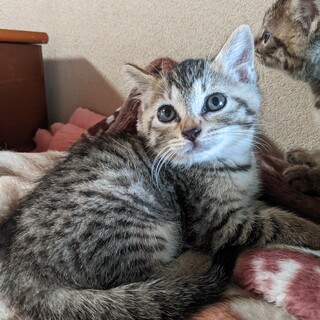 おとなしい女の子