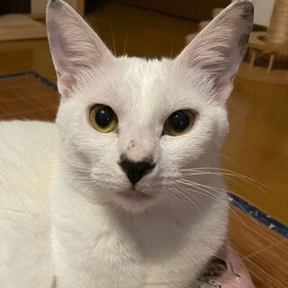 甘えっ子★ふうま君