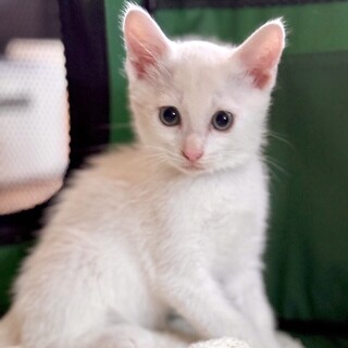 人懐こくて甘えっ子の美少女白猫レレ姫