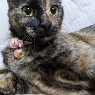 素敵な家族が見つかりました♡あいちゃん