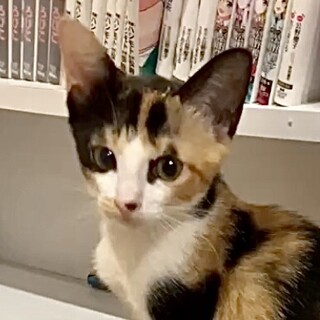 人が大好きで甘えっ子お茶目で賢い三毛ナリ姫