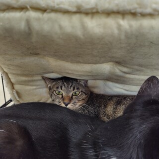 キジトラボーイ★元太★ちょっとシャイ