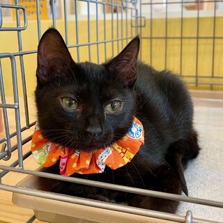 美形の黒猫女子『道子ちゃん』