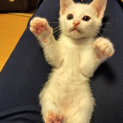 保護猫の譲渡会in春日井