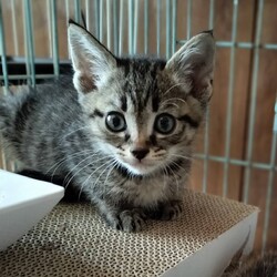 保護猫の譲渡会in春日井 サムネイル2