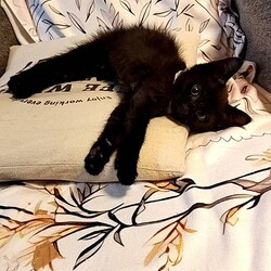 保護猫の譲渡会in春日井 サムネイル3