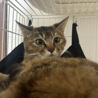 おとなしい女の子！トイレも完璧です