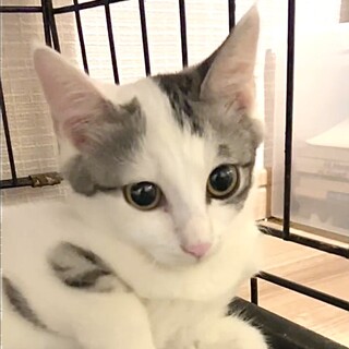 甘えん坊でお膝大好きサバ白の美少年ジリ君