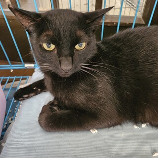 しっぽ君譲渡は不利だと承知、でも懐いて可愛い