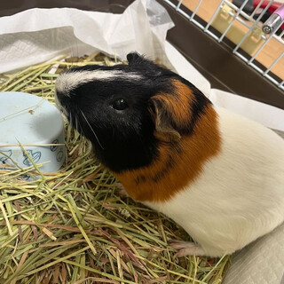 モルモットの里親募集！