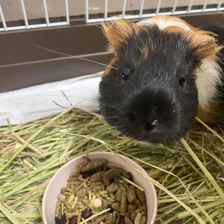 モルモット里親募集！