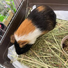 モルモット里親募集！ サムネイル2