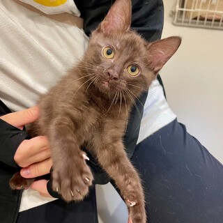 チョコレート色＆ボブテイル『Manaくん』