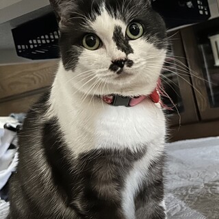 仮名＿はっちゃん