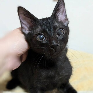 仮名＿大(ダイ)