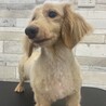 Ｍダックス女の子 サムネイル3
