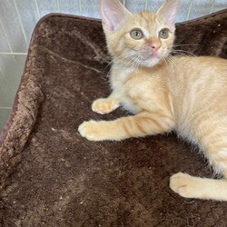 in岡崎市☆子猫たくさん！保護猫をオウチに迎えよう☆2024年8月3日(土)～ちーむ にゃいんず