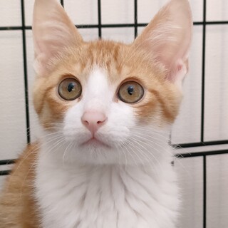 穏やかな性格のリッツくん