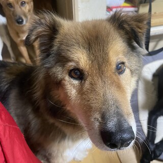 素敵な家族に巡りあいました