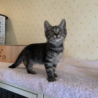 人見知りな女の子♡