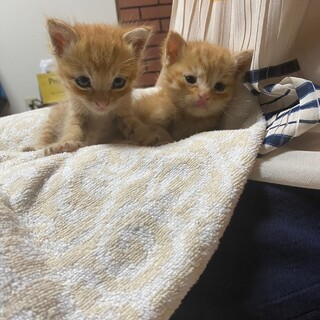 迷子のチャトラくん2匹