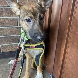 保健所からレスキュー！　明るいリコちゃん！