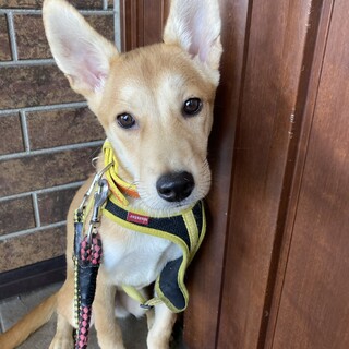保健所からレスキュー！　柴犬ぽいアリスちゃん！