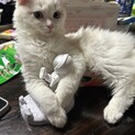 ラグドール7ヶ月男の子里親募集