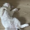 子猫の里親様募集しておりますm(_ _)m サムネイル3