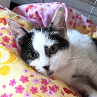 里親決定。シンクロ猫アイコちゃん