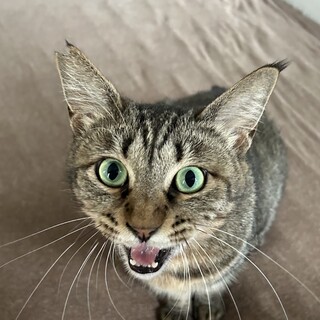 キジトラ・甘えん坊・パーフェクトボディ女子３歳半♪