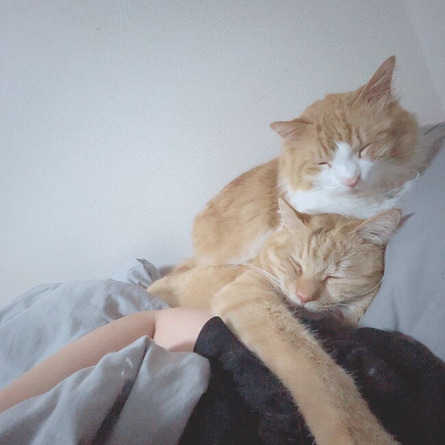 みじゅたのカバー写真
