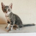 【生後2ヶ月】仔猫の里親募集！グレー・キジトラ