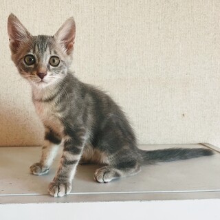 【生後2ヶ月】仔猫の里親募集！グレー・キジトラ