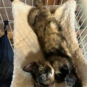 洋風猫兄弟　サビ柄もふもふ女の子 姉　むぎちゃん