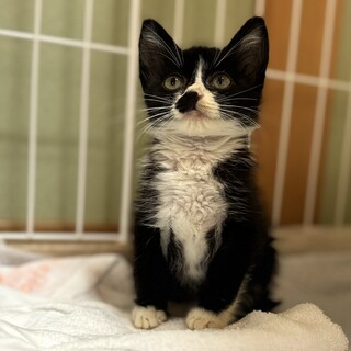 生後2〜2.5ヶ月の元気なメス猫ちゃんです