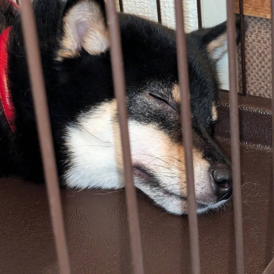 琥珀のカバー写真