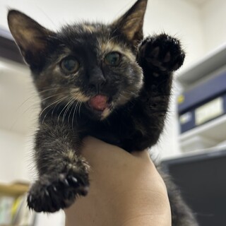 寂しがりやのさび猫ちゃん