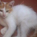 白茶くん　ふつうのねこです