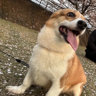 里親になってくれる方お願いします