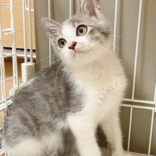 ★里親様決定！★ナデナデだいすき❤おかか